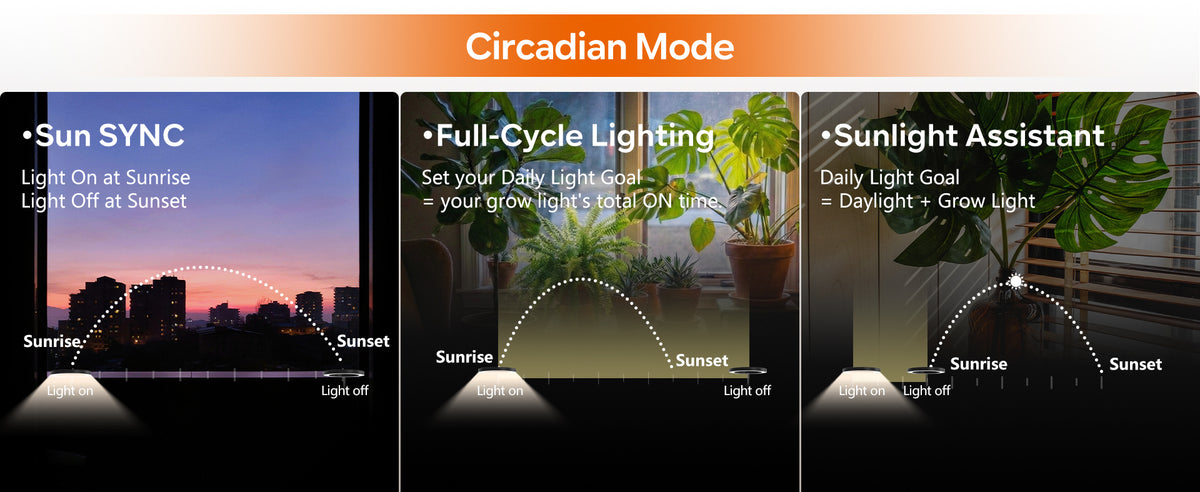 Glowrium G5 tall plant light automatic lighting cycles showing how the sun synchronization mode mimics natural daylight for indoor houseplants