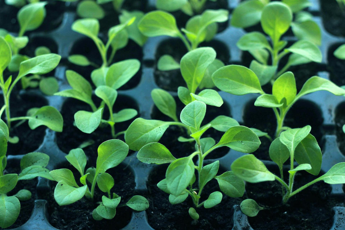 When Does Seed Starting Season Begin in North America?