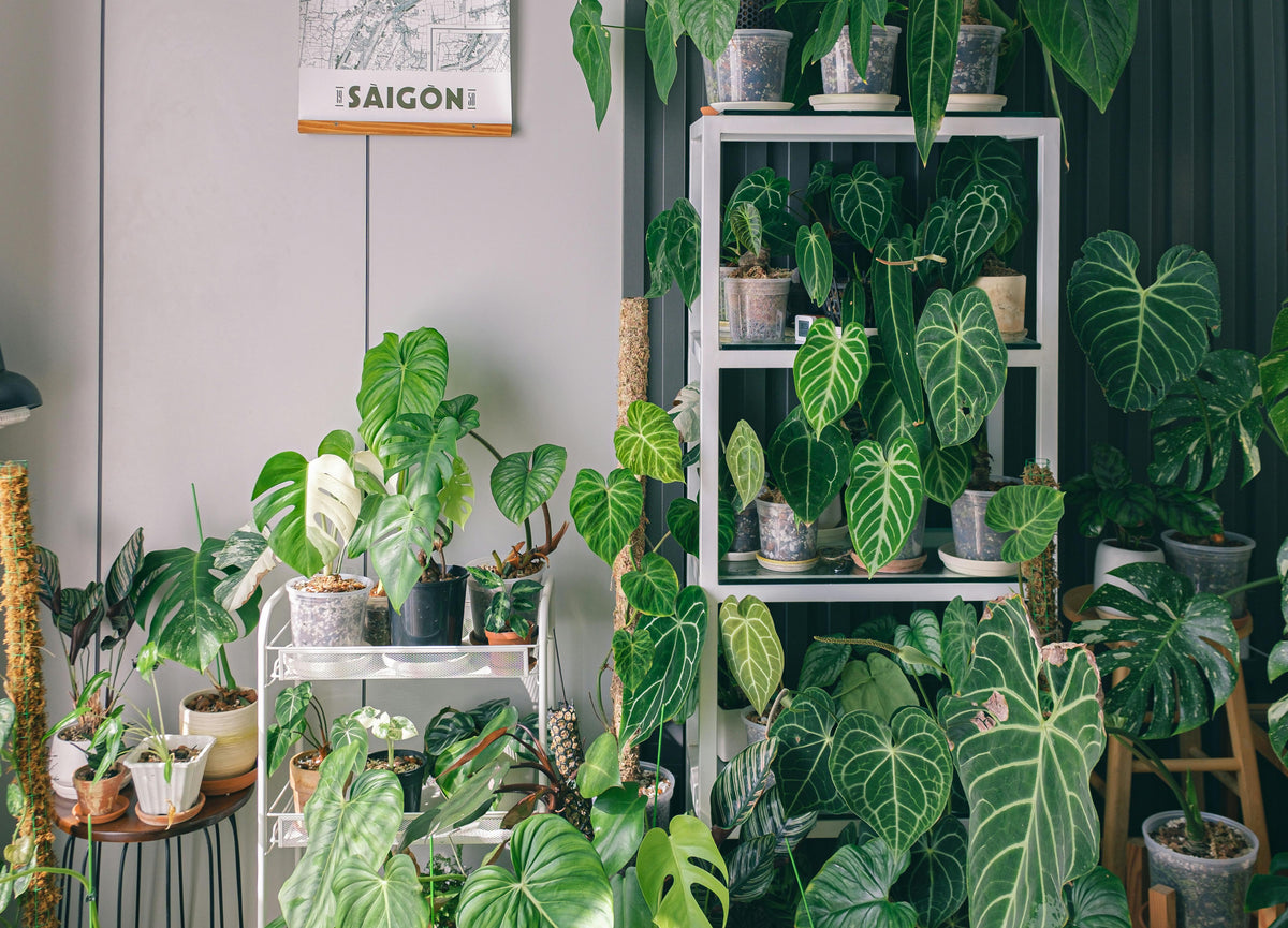 How to Set Up Smart Grow Lights for Shelves and Plant Corners in Winter