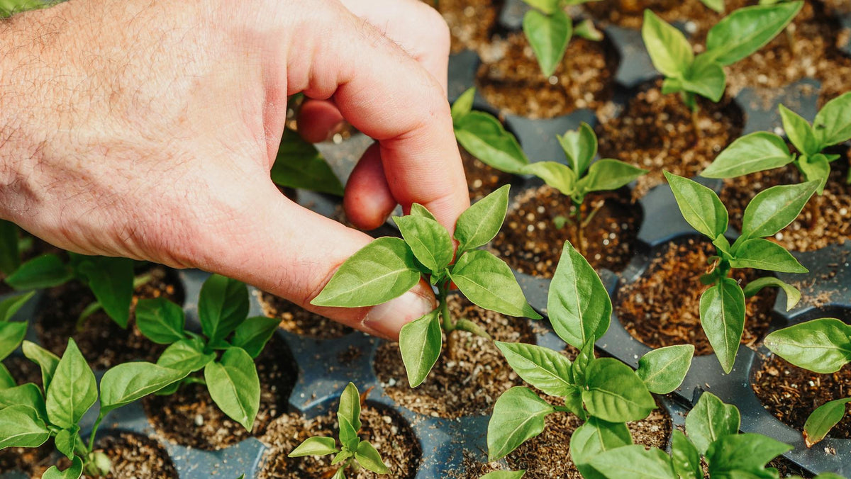 Best Grow Lights for Seed Starting Indoors: A Complete Guide for Gardeners