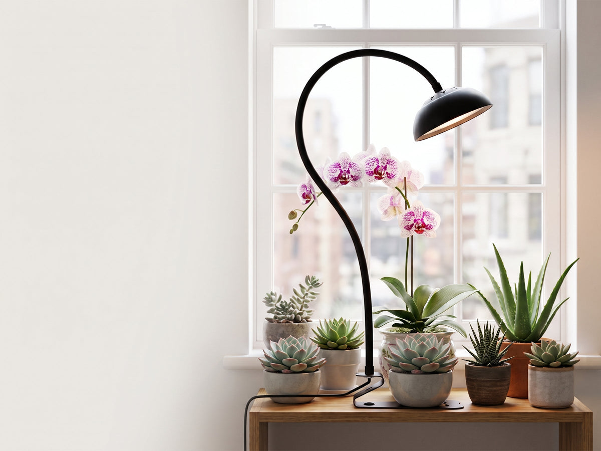 Make the Most of Your Window Light