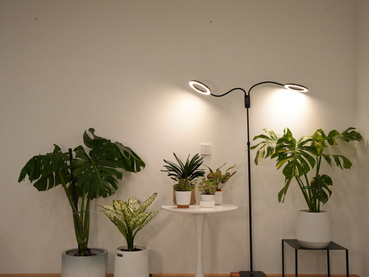 Plant Light