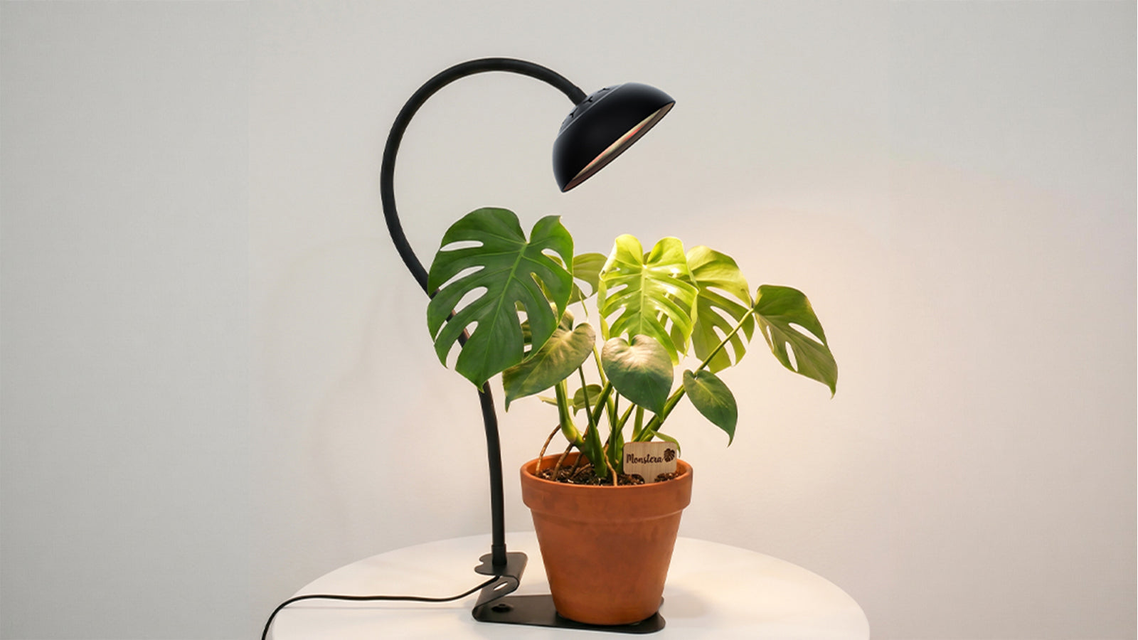Grow Lights for Desktop Plants