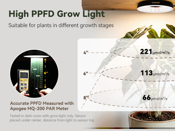 Glowrium G7 full spectrum puck light providing intensive PPFD coverage for an alocasia plant