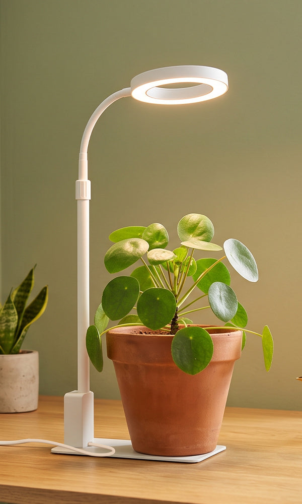 GLOWRIUM G4 12W smart LED ring grow light providing light for a potted plant on desk