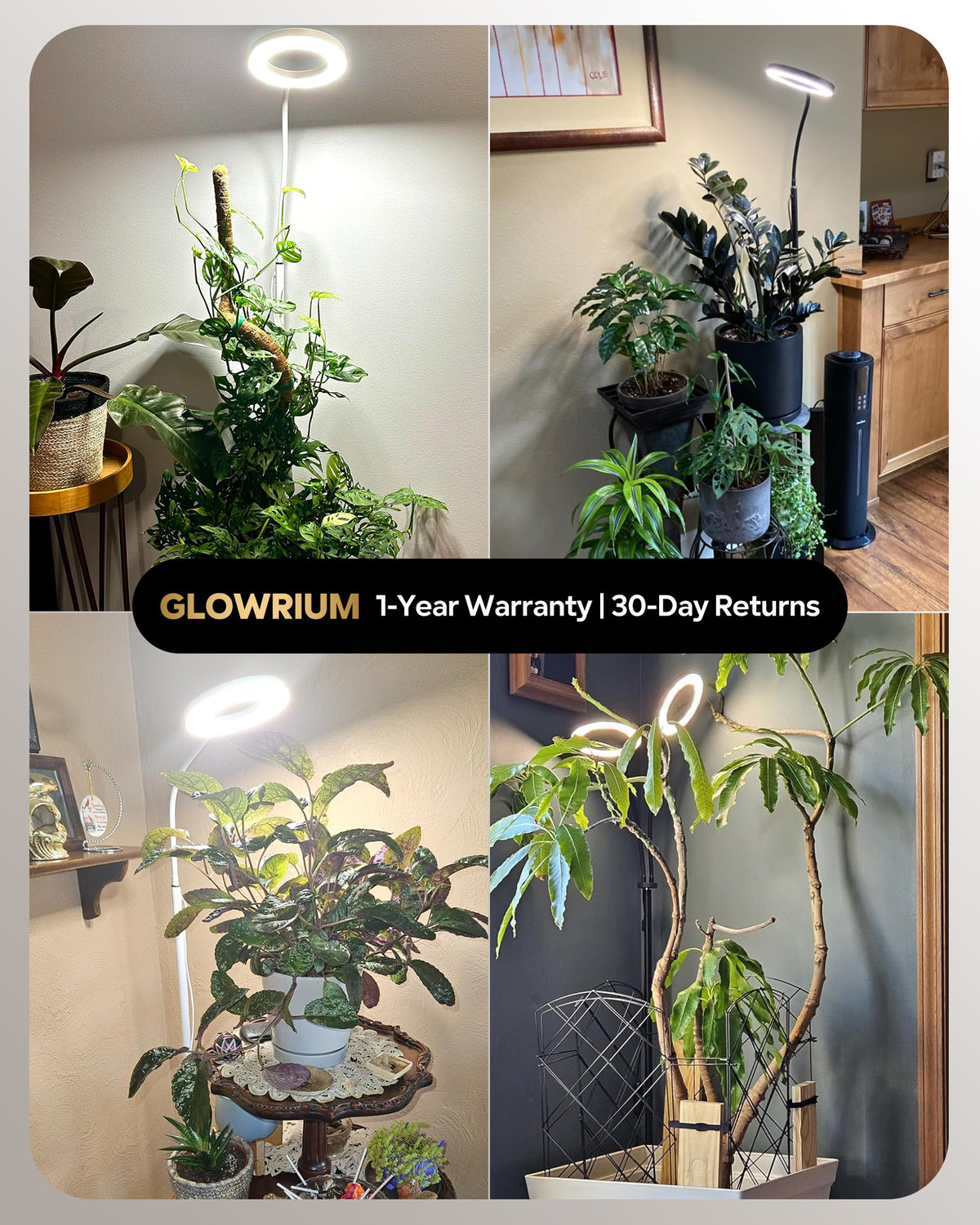 Real plant setup reviews with GLOWRIUM G2 floor standing grow light for Monstera and tall plants highlighting a 1-year warranty and 30-day returns overlaid