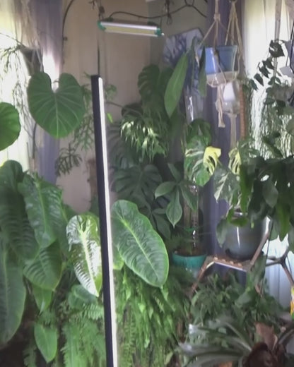 A video of influencers reviewing and testing the Glowrium G3 LED grow light
